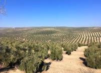 Andalusia has the largest contiguous olive fields in the world