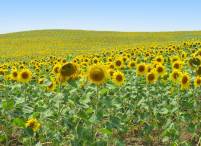 sunflower fields near Arcos de la Frontera