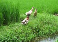 ducks in the rice paddy