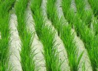 rice field in Gelumpang