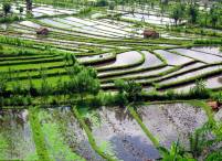 rice fields in Karangasem