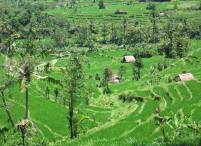 rice fields of Sidemen (Karangasem)