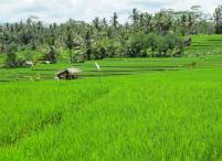 rice paddy of Keliki