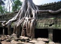 fascinating Ta Phrom temple (Cambodia)