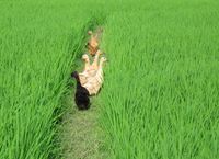 Dewi Sri - ducks in a rice paddy of Gelumpang