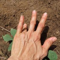 EARTH - earth mudra - earth finger